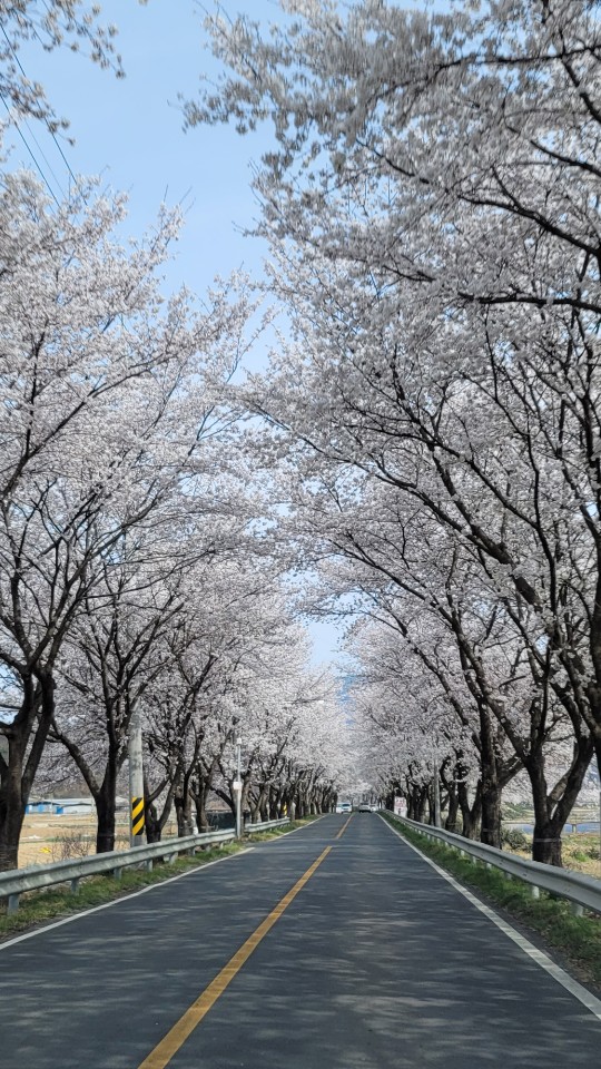 청도 각북 벚꽃길(헐티재~남산리 일대 20km)
