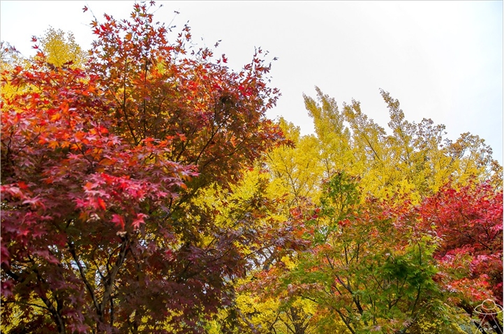 ‘가을’ ‘단풍’ 구경, 리프트 타고 넓은 청도의 가을 풍경 즐기자.